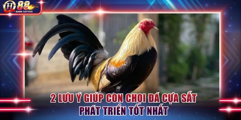 2 lưu ý giúp con chọi phát triển tốt nhất