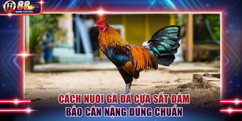 Cách nuôi gà đá cựa sắt đảm bảo cân nặng đúng chuẩn