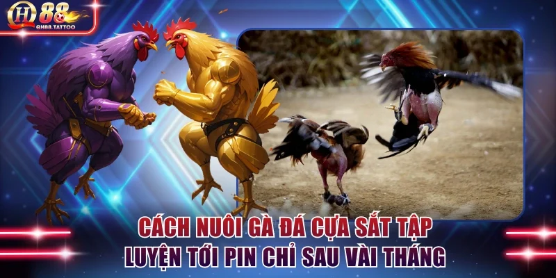 Cách nuôi gà đá cựa sắt tập luyện tới pin chỉ sau vài tháng