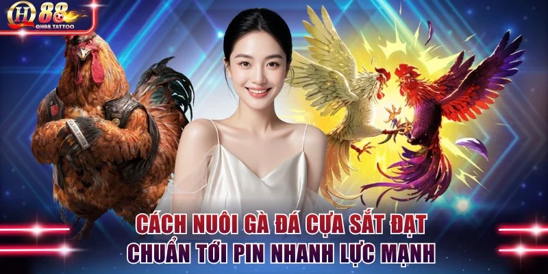 cách nuôi gà đá cựa sắt