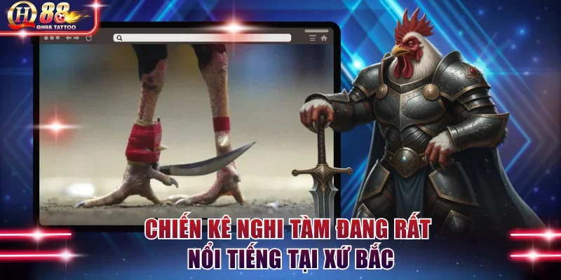 Chiến kê Nghi Tàm đang rất nổi tiếng tại xứ Bắc