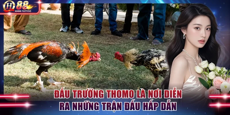 Đấu trường Thomo là nơi diễn ra những trận đấu hấp dẫn