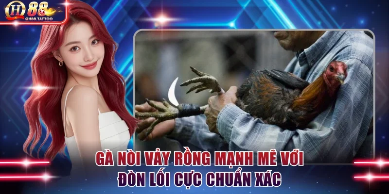 Gà nòi vảy rồng mạnh mẽ với đòn lối cực chuẩn xác